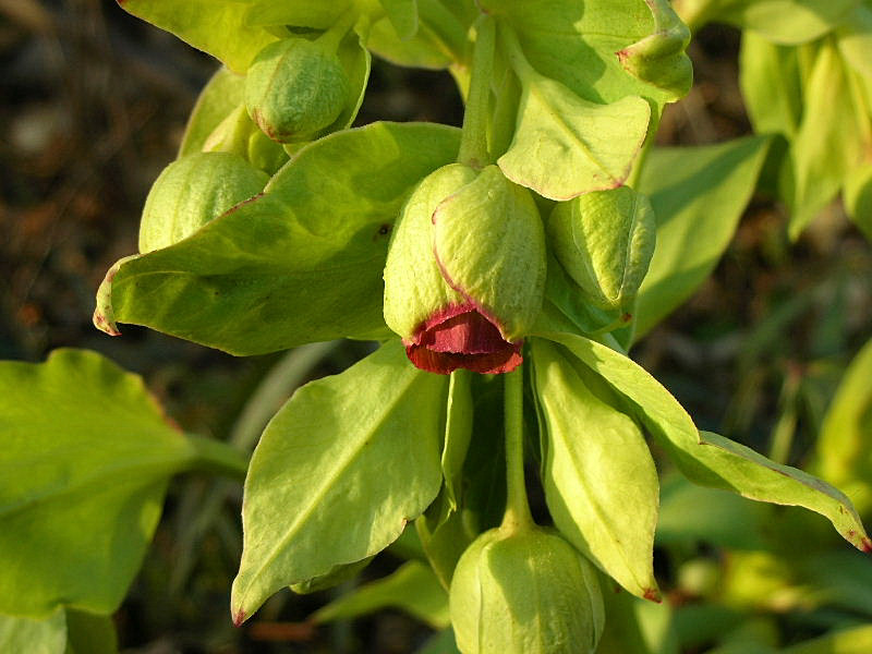 Helleborus foetidus / Elleboro puzzolente